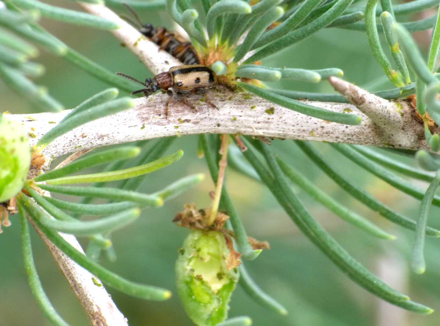 Vita da Crioceris paracenthesis